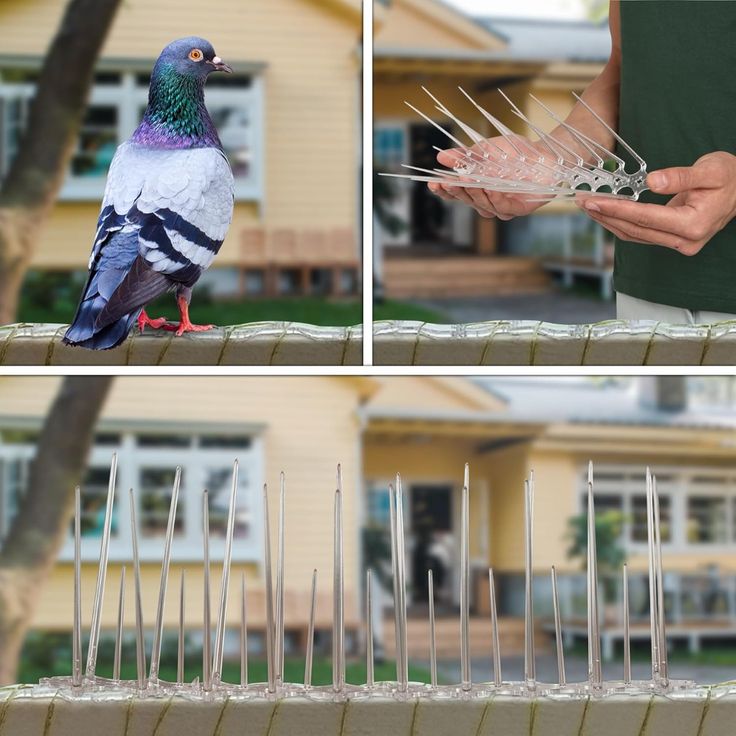 Bird Spikes Hyderabad