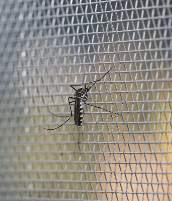 Mosquito Net Installation Hyderabad