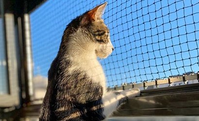 Pet Safety Nets